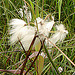 20090625 3962DSCw [D~MI] Schmalblättriges Wollgras (Eriophorum angustifolium), Großes Torfmoor, Hille