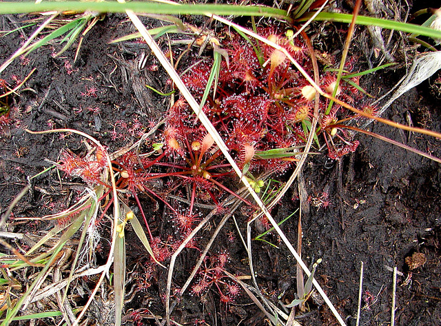 20090625 3963DSCw [D~MI] Rundblätteriger Sonnentau (Drosera rotundifolia), Großes Torfmoor, Hille