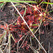 20090625 3963DSCw [D~MI] Rundblätteriger Sonnentau (Drosera rotundifolia), Großes Torfmoor, Hille