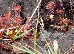 20090625 3964DSCw [D~MI] Rundblätteriger Sonnentau (Drosera rotundifolia), Großes Torfmoor, Hille