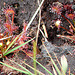 20090625 3964DSCw [D~MI] Rundblätteriger Sonnentau (Drosera rotundifolia), Großes Torfmoor, Hille
