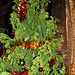Mauritianischer Weihnachtsbaum