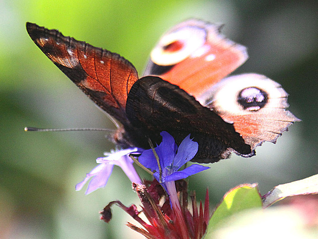 20090924 0797Aw [D~LIP] Tagpfauenauge (Inachis io), Bleiwurz (Ceratostigma plumbaginoides), Bad Salzuflen