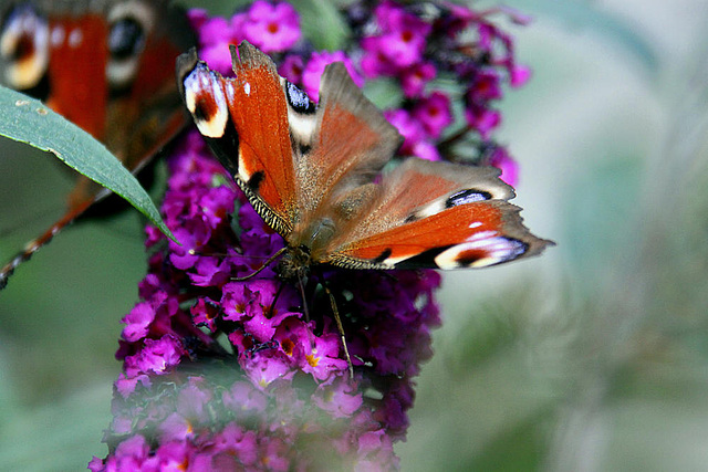 20090924 0803Aw [D~LIP] Tagpfauenauge (Inachis io), Schmetterlingsstrauch (Buddleja davidii 'Royal Red'), Bad Salzuflen