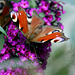 20090924 0803Aw [D~LIP] Tagpfauenauge (Inachis io), Schmetterlingsstrauch (Buddleja davidii 'Royal Red'), Bad Salzuflen