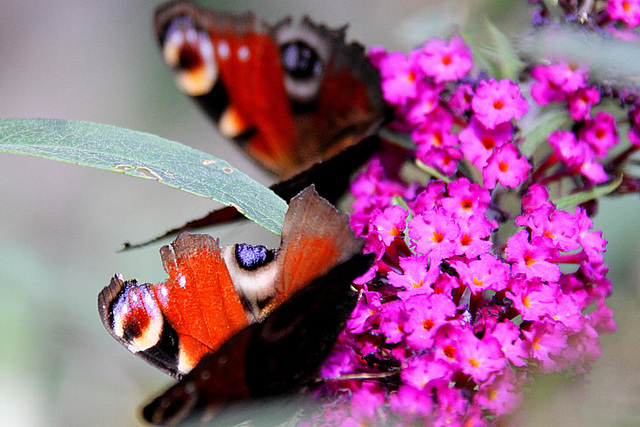20090924 0805Aw [D~LIP] Tagpfauenauge (Inachis io), Schmetterlingsstrauch (Buddleja davidii 'Royal Red'), Bad Salzuflen
