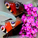 20090924 0805Aw [D~LIP] Tagpfauenauge (Inachis io), Schmetterlingsstrauch (Buddleja davidii 'Royal Red'), Bad Salzuflen
