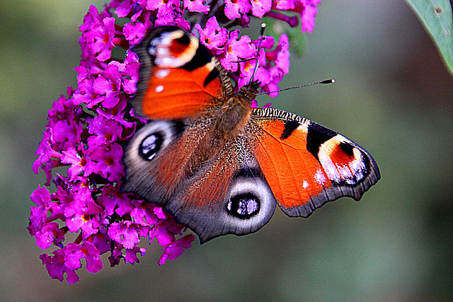 20090924 0806Aw [D~LIP] Tagpfauenauge (Inachis io), Schmetterlingsstrauch (Buddleja davidii 'Royal Red'), Bad Salzuflen