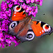 20090924 0806Aw [D~LIP] Tagpfauenauge (Inachis io), Schmetterlingsstrauch (Buddleja davidii 'Royal Red'), Bad Salzuflen