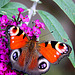 20090924 0807Aw [D~LIP] Tagpfauenauge (Inachis io), Schmetterlingsstrauch (Buddleja davidii 'Royal Red'), Bad Salzuflen