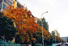 Fall Colors on Plickova, High-Saturation Version, Haje, Prague, CZ, 2009
