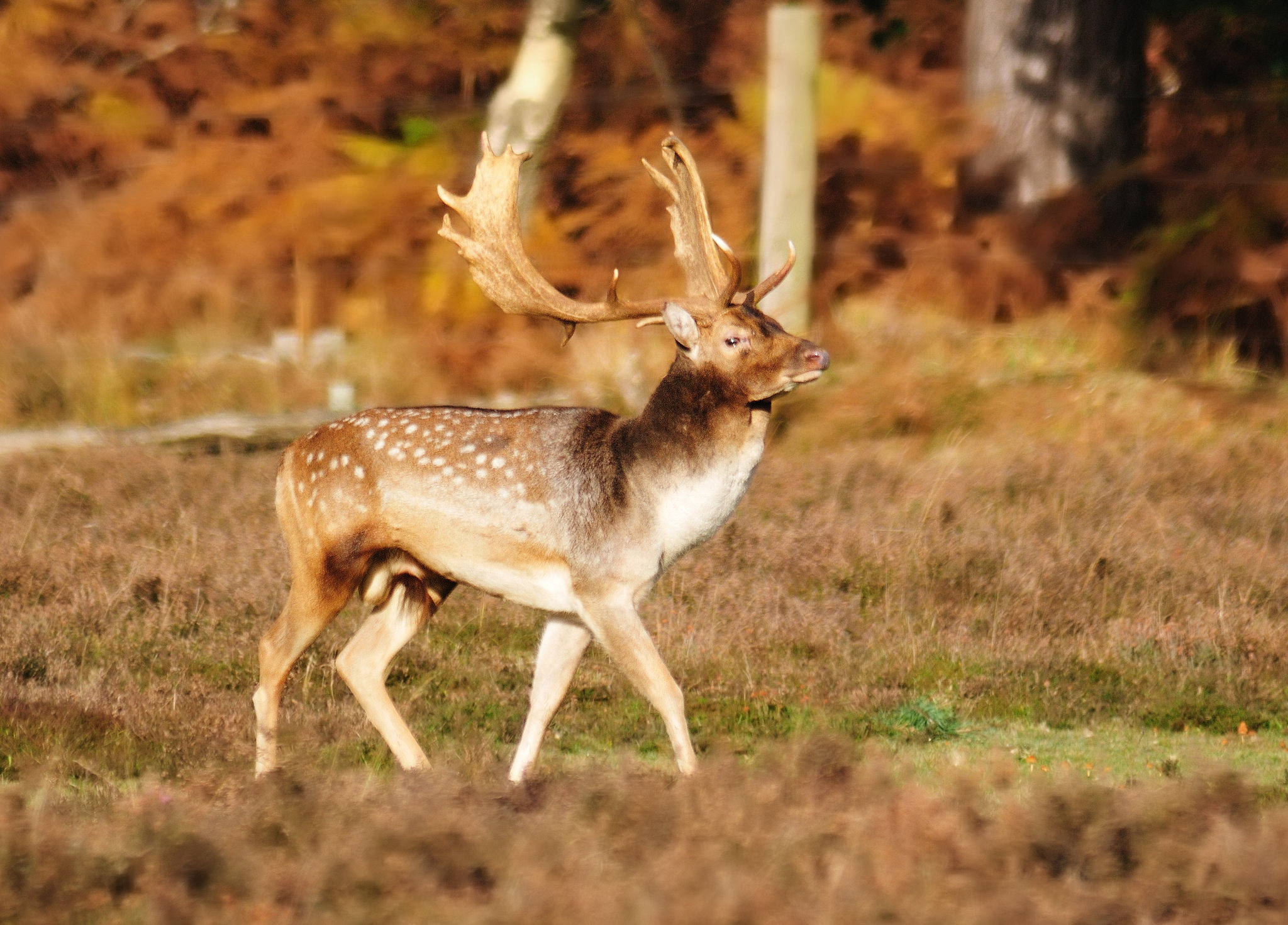 Fallow Deer Stag