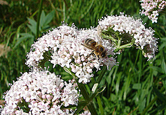 20090625 04117DSCw [D~MI] Honigbiene, Baldrian (Valeriana officinalis), Großes Torfmoor, Hillee