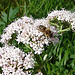 20090625 04117DSCw [D~MI] Honigbiene, Großes Torfmoor, Hille