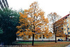 Fall Colors in Krc, Prague, CZ, 2009