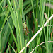 20090625 3952DSCw [D~MI] Feldheuschrecke (Omocestus viridulus), Großes Torfmoor, Hille