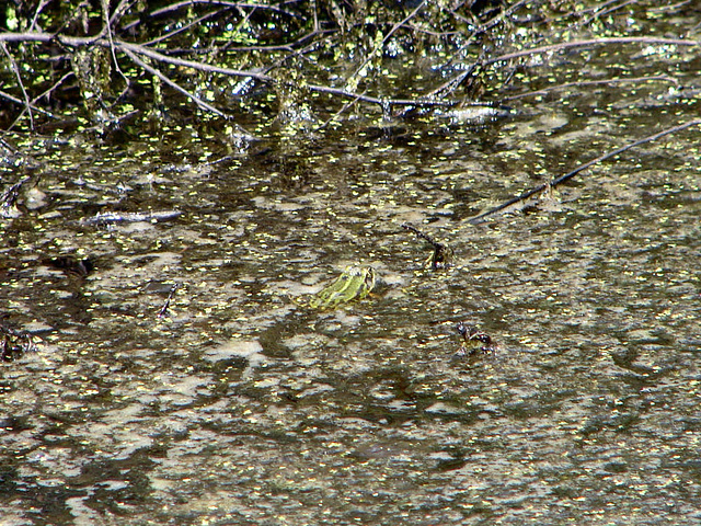 20090625 04116DSCw [D~MI] Wasserfrosch (Rana esculenta), Großes Torfmoor, Hille