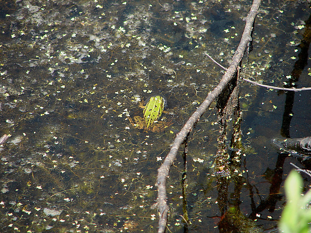 20090625 04114DSCw [D~MI] Wasserfrosch (Rana esculenta), Großes Torfmoor, Hille