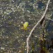 20090625 04114DSCw [D~MI] Wasserfrosch (Rana esculenta), Großes Torfmoor, Hille