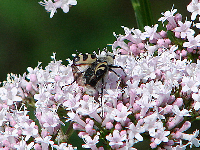 20090625 04113DSCw [D~MI] Gebänderter Pinselkäfer (Trichius fasciatus), Baldrian (Valeriana officinalis), Großes Torfmoor, Hille