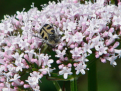 20090625 04112DSCw [D~MI] Gebänderter Pinselkäfer (Trichius fasciatus), Baldrian (Valeriana officinalis), Großes Torfmoor, Hille