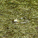 20090625 04109aDSCw [D~MI] Wasserfrosch (Rana esculenta), Großes Torfmoor, Hille