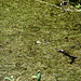 20090625 04109DSCw [D~MI}Wasserfrosch (Rana esculenta), Großes Torfmoor, Hille