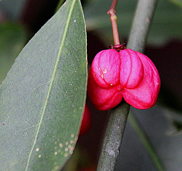 20090924 0801Aw [D~LIP] Pfaffenhütchen (Euonymus 'Red Cascade'), Bad Salzuflen