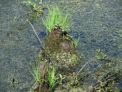 20090625 04107DSCw [D~MI] Großes Torfmoor, Hille