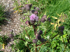 20090625 4106DSCw [D~MI] Sumpfkratzdistel (Cirsium palustre), Großes Torfmoor, Hille