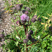 20090625 4106DSCw [D~MI] Sumpfkratzdistel (Cirsium palustre), Großes Torfmoor, Hille