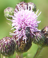 20090625 4105DSCw [D~MI] Sumpfkratzdistel (Cirsium palustre), Käfer, Großes Torfmoor, Hille