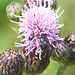 20090625 4105DSCw [D~MI] Sumpfkratzdistel (Cirsium palustre), Käfer, Großes Torfmoor, Hille