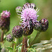 20090625 4105DSCw [D~MI] Sumpfkratzdistel (Cirsium palustre), Käfer, Großes Torfmoor, Hille