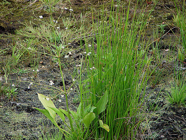 20090625 04103DSCw [D~MI] Froschlöffel (Alisma plantago-aquatica), Flatter-Binse (Juncus effusus), Großes T0rfmoor, Hille