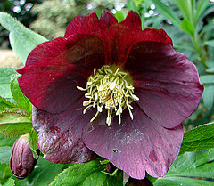 20060428 0239DSCw [D~LIP] Christrose (Helleborus), Bad Salzuflen