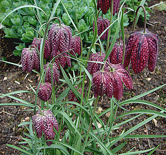 20060428 0240DSCw [D~LIP] Schachbrettblume (Fritillaria meleagris) [Schachblume], Bad Salzuflen