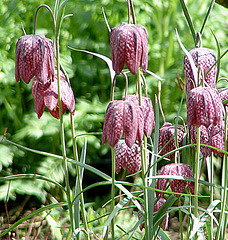 20060430 0241DSCw [D~LIP] Schachbrettblume (Fritillaria meleagris), Bad Salzuflen