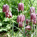 20060430 0241DSCw [D~LIP] Schachbrettblume (Fritillaria meleagris), Bad Salzuflen