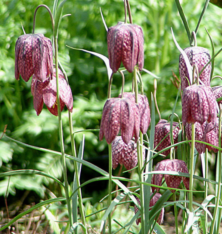 20060430 0241DSCw [D~LIP] Schachbrettblume (Fritillaria meleagris) [Schachblume], Bad Salzuflen