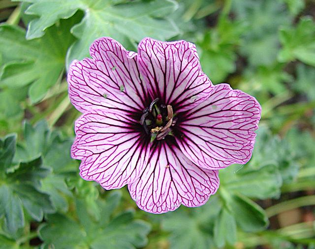 20060528 0335DSCw [D~LIP] Storchschnabel (Geranium cinereum 'Ballerina'), Bad Salzuflen