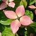 20060531 0338DSCw [D~LIP] Japanischer Blumenhartriegel (Cornus kouda 'Satomi'), Bad Salzuflen