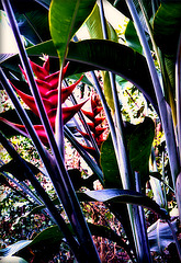 Tropical Foliage