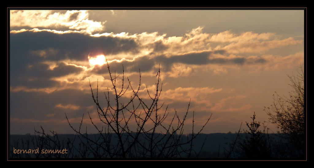 Pris dans les filets de l'arbre