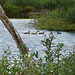 20090625 04100DSCw [D~MI] Großes Torfmoor, Enten, Hille