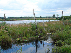 20090625 04098aw Großes Torfmoor