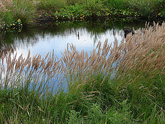 20090625 04097DSCw [D~MI] Schilfrohr (Phragmites australis), Großes Torfmoor, Hille