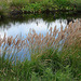 20090625 04097DSCw [D~MI] Schilfrohr (Phragmites australis), Großes Torfmoor, Hille