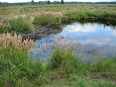 20090625 04096aw Großes Torfmoor