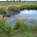 20090625 04096aw Großes Torfmoor